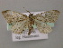  ( - BC ZSM Lep 12831)  @15 [ ] CreativeCommons - Attribution Non-Commercial Share-Alike (2010) Axel Hausmann/Bavarian State Collection of Zoology (ZSM) SNSB, Zoologische Staatssammlung Muenchen