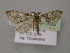  ( - BC ZSM Lep 12832)  @14 [ ] CreativeCommons - Attribution Non-Commercial Share-Alike (2010) Axel Hausmann/Bavarian State Collection of Zoology (ZSM) SNSB, Zoologische Staatssammlung Muenchen
