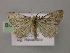  ( - BC ZSM Lep 12833)  @15 [ ] CreativeCommons - Attribution Non-Commercial Share-Alike (2010) Axel Hausmann/Bavarian State Collection of Zoology (ZSM) SNSB, Zoologische Staatssammlung Muenchen
