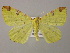  ( - BC ZSM Lep 12844)  @14 [ ] CreativeCommons - Attribution Non-Commercial Share-Alike (2010) Axel Hausmann/Bavarian State Collection of Zoology (ZSM) SNSB, Zoologische Staatssammlung Muenchen