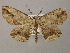  ( - BC ZSM Lep 12846)  @14 [ ] CreativeCommons - Attribution Non-Commercial Share-Alike (2010) Axel Hausmann/Bavarian State Collection of Zoology (ZSM) SNSB, Zoologische Staatssammlung Muenchen