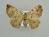  (Horisme radicaria - BC ZSM Lep 12761)  @15 [ ] CreativeCommons - Attribution Non-Commercial Share-Alike (2010) Axel Hausmann/Bavarian State Collection of Zoology (ZSM) SNSB, Zoologische Staatssammlung Muenchen