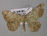  ( - BC ZSM Lep 00378)  @13 [ ] CreativeCommons - Attribution Non-Commercial Share-Alike (2010) Unspecified SNSB, Zoologische Staatssammlung Muenchen
