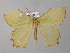  ( - BC ZSM Lep 00519)  @12 [ ] CreativeCommons - Attribution Non-Commercial Share-Alike (2010) Unspecified SNSB, Zoologische Staatssammlung Muenchen