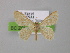  ( - BC ZSM Lep 00531)  @13 [ ] CreativeCommons - Attribution Non-Commercial Share-Alike (2010) Unspecified SNSB, Zoologische Staatssammlung Muenchen