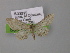  ( - BC ZSM Lep 00503)  @12 [ ] CreativeCommons - Attribution Non-Commercial Share-Alike (2010) Unspecified SNSB, Zoologische Staatssammlung Muenchen