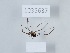  (Amilenoides - 1035637)  @11 [ ] Copyright (2024) Beka Chitadze Ilia State University, Institute of Ecology