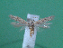  ( - KLM Lep 00033)  @12 [ ] CreativeCommons - Attribution Non-Commercial Share-Alike (2010) Tiroler Landesmuseen Tiroler Landesmuseen