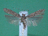  ( - KLM Lep 00038)  @13 [ ] CreativeCommons - Attribution Non-Commercial Share-Alike (2010) Tiroler Landesmuseen Tiroler Landesmuseen