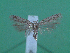  ( - KLM Lep 00056)  @13 [ ] CreativeCommons - Attribution Non-Commercial Share-Alike (2010) Tiroler Landesmuseen Tiroler Landesmuseen