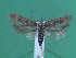  (Spiniphallellus - KLM Lep 00059)  @13 [ ] CreativeCommons - Attribution Non-Commercial Share-Alike (2010) Tiroler Landesmuseen Tiroler Landesmuseen
