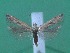  ( - KLM Lep 00069)  @13 [ ] CreativeCommons - Attribution Non-Commercial Share-Alike (2010) Tiroler Landesmuseen Tiroler Landesmuseen