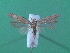 ( - KLM Lep 00074)  @13 [ ] CreativeCommons - Attribution Non-Commercial Share-Alike (2010) Tiroler Landesmuseen Tiroler Landesmuseen