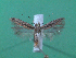  ( - KLM Lep 00078)  @13 [ ] CreativeCommons - Attribution Non-Commercial Share-Alike (2010) Tiroler Landesmuseen Tiroler Landesmuseen
