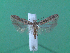  ( - KLM Lep 00079)  @13 [ ] CreativeCommons - Attribution Non-Commercial Share-Alike (2010) Tiroler Landesmuseen Tiroler Landesmuseen