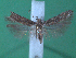  ( - KLM Lep 00089)  @14 [ ] CreativeCommons - Attribution Non-Commercial Share-Alike (2010) Tiroler Landesmuseen Tiroler Landesmuseen