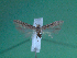  ( - KLM Lep 00094)  @13 [ ] CreativeCommons - Attribution Non-Commercial Share-Alike (2010) Tiroler Landesmuseen Tiroler Landesmuseen