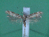  ( - KLM Lep 00095)  @13 [ ] CreativeCommons - Attribution Non-Commercial Share-Alike (2010) Tiroler Landesmuseen Tiroler Landesmuseen