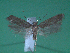  ( - KLM Lep 00118)  @12 [ ] CreativeCommons - Attribution Non-Commercial Share-Alike (2010) Tiroler Landesmuseen Tiroler Landesmuseen