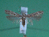  ( - KLM Lep 00123)  @13 [ ] CreativeCommons - Attribution Non-Commercial Share-Alike (2010) Tiroler Landesmuseen Tiroler Landesmuseen