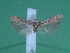  ( - KLM Lep 00126)  @12 [ ] CreativeCommons - Attribution Non-Commercial Share-Alike (2010) Tiroler Landesmuseen Tiroler Landesmuseen