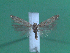  ( - KLM Lep 00139)  @12 [ ] CreativeCommons - Attribution Non-Commercial Share-Alike (2010) Tiroler Landesmuseen Tiroler Landesmuseen