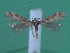  ( - KLM Lep 00149)  @13 [ ] CreativeCommons - Attribution Non-Commercial Share-Alike (2010) Tiroler Landesmuseen Tiroler Landesmuseen
