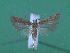  ( - KLM Lep 00162)  @13 [ ] CreativeCommons - Attribution Non-Commercial Share-Alike (2010) Tiroler Landesmuseen Tiroler Landesmuseen