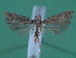  ( - KLM Lep 00165)  @13 [ ] CreativeCommons - Attribution Non-Commercial Share-Alike (2010) Tiroler Landesmuseen Tiroler Landesmuseen