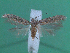  ( - KLM Lep 00179)  @13 [ ] CreativeCommons - Attribution Non-Commercial Share-Alike (2010) Tiroler Landesmuseen Tiroler Landesmuseen