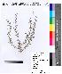  (Papilionoideae - DNAFR000087)  @14 [ ] Copyright (2012) Unspecified Gujarat State Biotechnology Mission