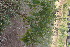  (Ocimum - DNAFR000887)  @11 [ ] Copyright  Gujarat Biodiversity Gene Bank, GSBTM, DST, GoG Gujarat Biodiversity Gene Bank, GSBTM, DST, GoG