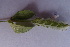  (Rungia elegans - DNAFR000888)  @11 [ ] Copyright  Gujarat Biodiversity Gene Bank, GSBTM, DST, GoG Gujarat Biodiversity Gene Bank, GSBTM, DST, GoG
