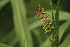  ( - DNAFR001374)  @11 [ ] Copyright (2016) Gujarat Biodiversity Gene Bank, GSBTM, DST, GoG Gujarat Biodiversity Gene Bank, GSBTM, DST, GoG