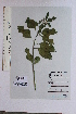  (Bignonia - DNAFR001559)  @11 [ ] Copyright (2016) Gujarat Biodiversity Gene Bank, GSBTM, DST, GoG Gujarat Biodiversity Gene Bank, GSBTM, DST, GoG