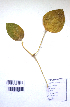  ( - DNAFR001148)  @11 [ ] Copyright (2015) Gujarat Biodiversity Gene Bank, GSBTM, DST, GoG Gujarat Biodiversity Gene Bank, GSBTM, DST, GoG