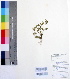  (Justicia micrantha - DNAFR000194)  @11 [ ] Copyright (2014) Gujarat Biodiversity Gene Bank, GSBTM, DST, GoG Gujarat Biodiversity Gene Bank, GSBTM, DST, GoG