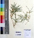  ( - DNAFR000274)  @11 [ ] Copyright (2014) Gujarat Biodiversity Gene Bank, GSBTM, DST, GoG Gujarat Biodiversity Gene Bank, GSBTM, DST, GoG