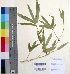  ( - DNAFR000277)  @11 [ ] Copyright (2014) Gujarat Biodiversity Gene Bank, GSBTM, DST, GoG Gujarat Biodiversity Gene Bank, GSBTM, DST, GoG
