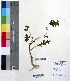  ( - DNAFR000230)  @11 [ ] Copyright (2014) Gujarat Biodiversity Gene Bank, GSBTM, DST, GoG Gujarat Biodiversity Gene Bank, GSBTM, DST, GoG