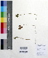  ( - DNAFR000386)  @11 [ ] Copyright (2014) Gujarat Biodiversity Gene Bank, GSBTM, DST, GoG Gujarat Biodiversity Gene Bank, GSBTM, DST, GoG