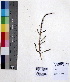  (Suaeda nudiflora - DNAFR000672)  @11 [ ] Copyright (2014) Gujarat Biodiversity Gene Bank, GSBTM, DST, GoG Gujarat Biodiversity Gene Bank, GSBTM, DST, GoG