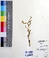  ( - DNAFR000487)  @11 [ ] Copyright (2014) Gujarat Biodiversity Gene Bank, GSBTM, DST, GoG Gujarat Biodiversity Gene Bank, GSBTM, DST, GoG