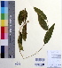  ( - DNAFR000490)  @11 [ ] Copyright (2014) Gujarat Biodiversity Gene Bank, GSBTM, DST, GoG Gujarat Biodiversity Gene Bank, GSBTM, DST, GoG