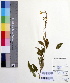  ( - DNAFR000504)  @11 [ ] Copyright (2014) Gujarat Biodiversity Gene Bank, GSBTM, DST, GoG Gujarat Biodiversity Gene Bank, GSBTM, DST, GoG