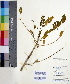 ( - DNAFR000546)  @11 [ ] Copyright (2014) Gujarat Biodiversity Gene Bank, GSBTM, DST, GoG Gujarat Biodiversity Gene Bank, GSBTM, DST, GoG
