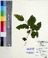  (Ventilago - DNAFR000551)  @11 [ ] Copyright (2014) Gujarat Biodiversity Gene Bank, GSBTM, DST, GoG Gujarat Biodiversity Gene Bank, GSBTM, DST, GoG