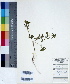  (Hemigraphis latebrosa - DNAFR000409)  @11 [ ] Copyright (2014) Gujarat Biodiversity Gene Bank, GSBTM, DST, GoG Gujarat Biodiversity Gene Bank, GSBTM, DST, GoG