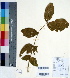  ( - DNAFR000419)  @11 [ ] Copyright (2014) Gujarat Biodiversity Gene Bank, GSBTM, DST, GoG Gujarat Biodiversity Gene Bank, GSBTM, DST, GoG