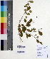  (Terminalia phillyreifolia - DNAFR000595)  @11 [ ] Copyright (2014) Gujarat Biodiversity Gene Bank, GSBTM, DST, GoG Gujarat Biodiversity Gene Bank, GSBTM, DST, GoG
